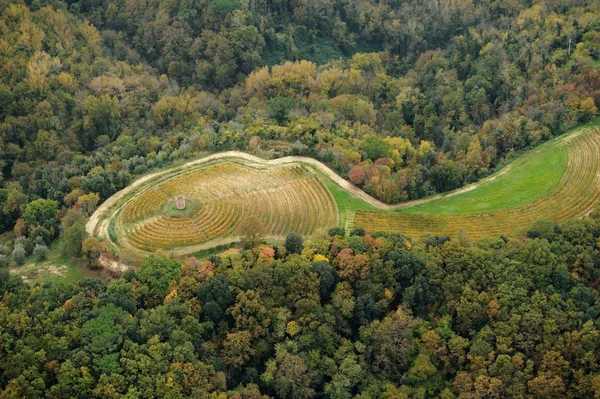 Vignoble rond en Toscane — Photo