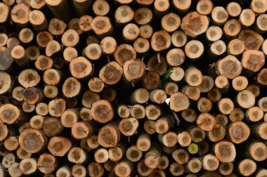 Bir tahta toplam görünümünü günlüğe kaydeder