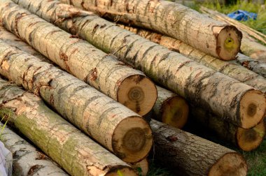 Bir tahta toplam görünümünü günlüğe kaydeder