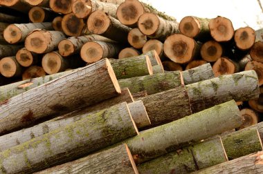 Bir tahta toplam görünümünü günlüğe kaydeder