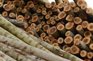 Bir tahta toplam görünümünü günlüğe kaydeder