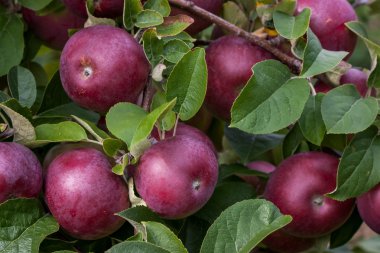 Purple apples with branches and green leaves clipart