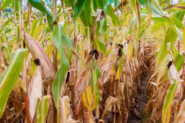 satır olgun Mısır