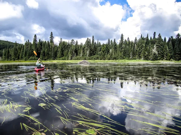 Kayaking on a forest lake — Stock Photo, Image