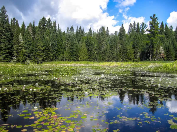 Озеро, полное водяной лилии — стоковое фото
