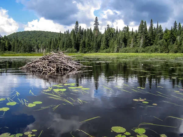 Beaver lodge egy tó Jogdíjmentes Stock Képek