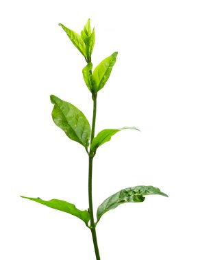 Beyaz arka planda yeşil çay yaprağı izole edilmiş. Kesme yolu