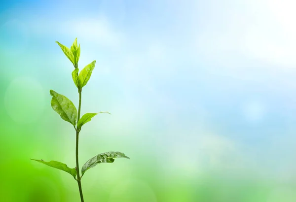World Environment Day Concept Green Tree Leaves Blurred Background — Stock Photo, Image