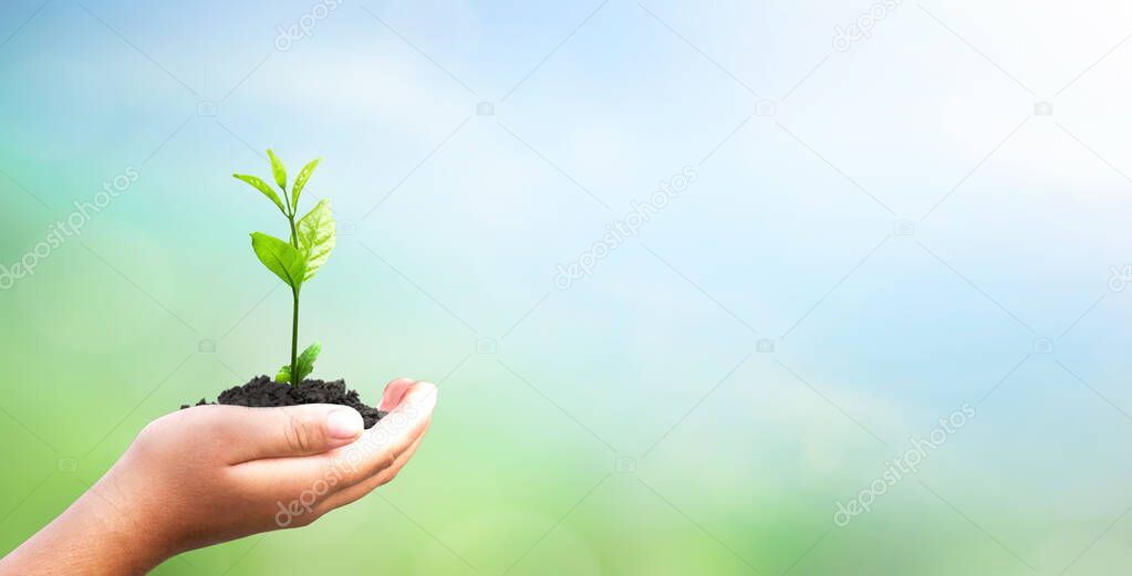 World environment day concept: hand holding tree over blurred natural background