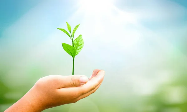 Concepto Del Día Mundial Del Medio Ambiente Manos Sosteniendo Planta — Foto de Stock