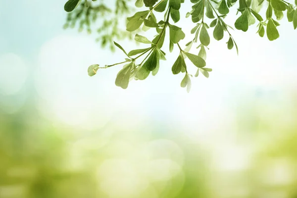 World Environment Day Concept Green Grass Blue Sky Abstract Background — Stock Photo, Image