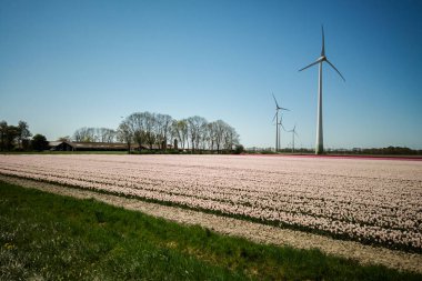 Hollanda 'da güzel beyaz lale çiçekleri