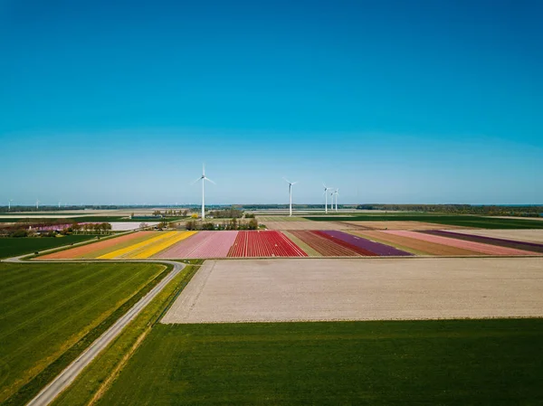 Aerial View Tulip Fields Netherlands — Stock Photo, Image