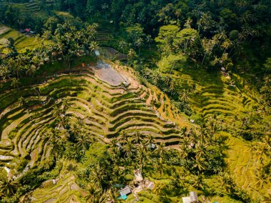 Aerial drone view of the rice terrace in Bali, Indonesia