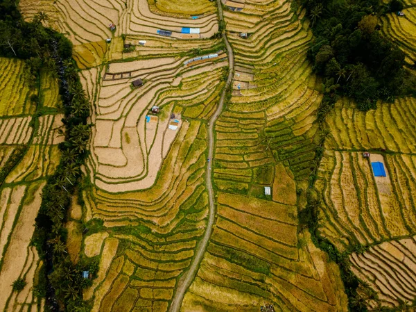 Aerial drone view of top-down shot over the rice terraces in Bali, Indonesia.