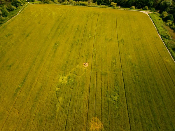Vista Aérea Drones Del Amplio Campo Hierba Los Países Bajos — Foto de Stock