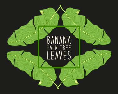 Çerçeve ile muz palmiye ağacı yaprakları