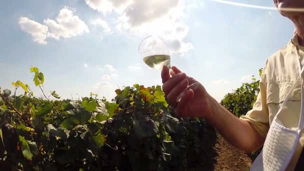 Винороб у свій виноградник тестує якість вина — стокове відео
