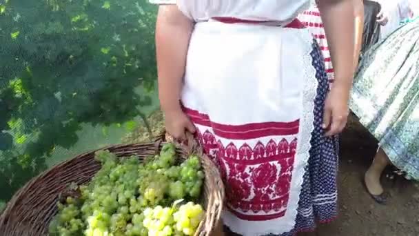 Cosecha de uva en el campo — Vídeo de stock