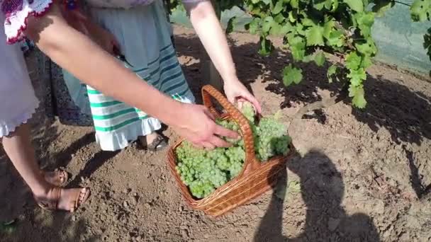 Две женщины за работой в винограднике — стоковое видео