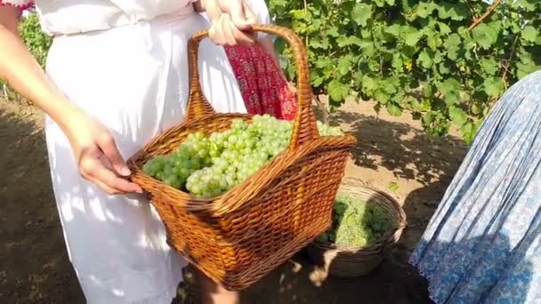 Camarera joven llevando cesta con uvas en un viñedo — Vídeo de stock