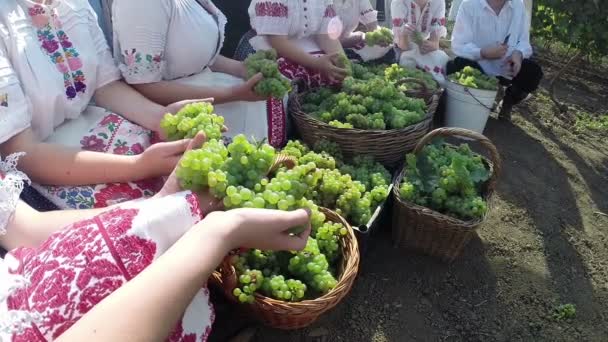 Рабочие с корзинами, полными свежесобранного винограда — стоковое видео