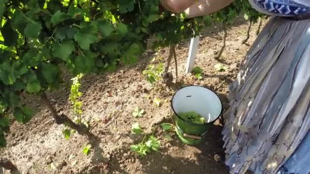 La mujer recogiendo uva en el viñedo — Vídeo de stock