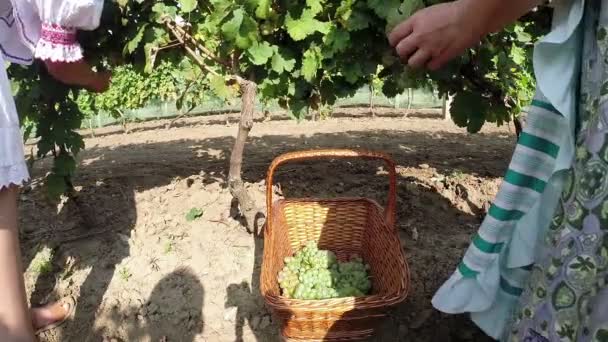 Dos mujeres recogiendo uvas en una canasta de mimbre — Vídeo de stock