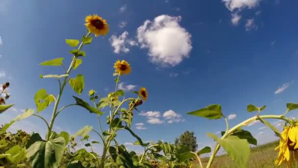 Drie zonnebloemen in het veld tijd verstrijken — Stockvideo