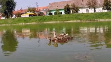 Anne ördek ve ördek yavrusu