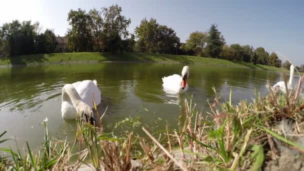 Лебеди едят траву на озере — стоковое видео