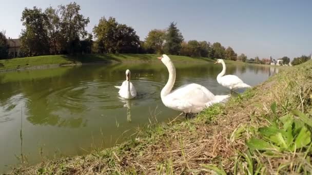 Три счастливых лебедя танцуют — стоковое видео