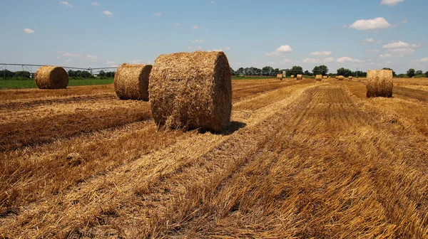 Balles de paille sur un champ de chaume — Photo