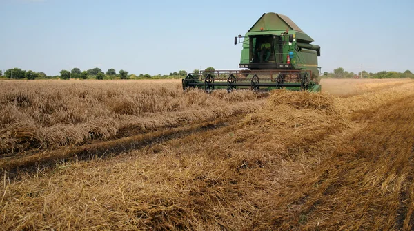 Combinar cosechadora trabajando en un campo de trigo durante la cosecha —  Fotos de Stock