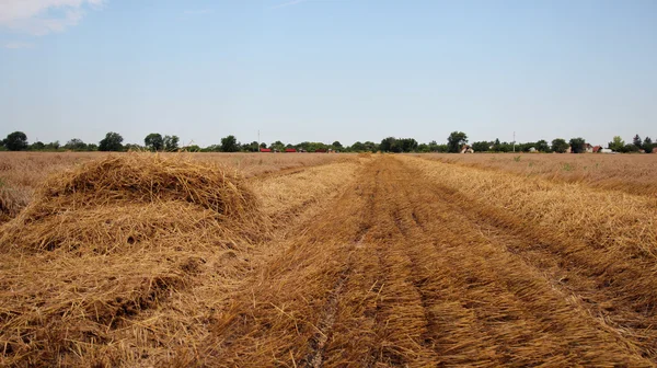 Campo de trigo recentemente colhido — Fotografia de Stock