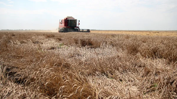 Wheat Harvest — Stock Photo, Image