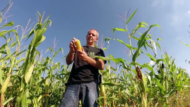 Maisfeld bereit für die Ernte — Stockvideo