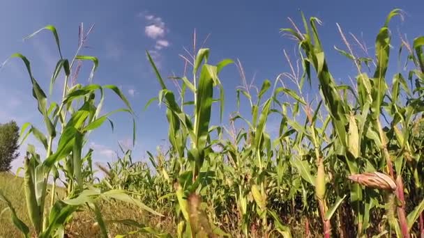 Campo de maíz gigante maduro — Vídeo de stock