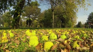 Osage turuncu meyve ağacından düşen