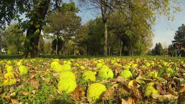 Osage Orange Fruit Falling From Tree — Stock Video