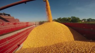 Birleştirmek hasat hasat sonrası mısır tohumu dökülen