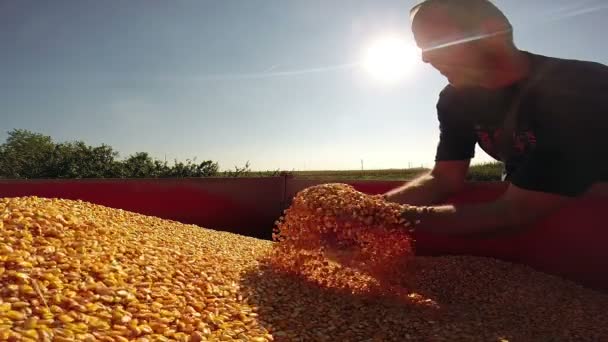 Agricultor que inspeciona grãos de milho — Vídeo de Stock