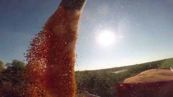 Кукурузные зерна сбрасываются с комбайна на трактор крупным планом — стоковое видео
