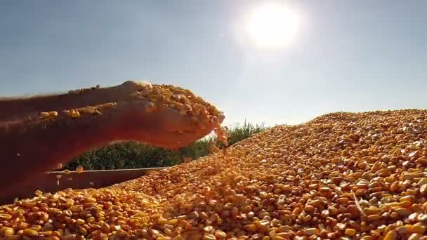 Les mains de l'homme vérifiant les grains de maïs fraîchement récoltés . — Video