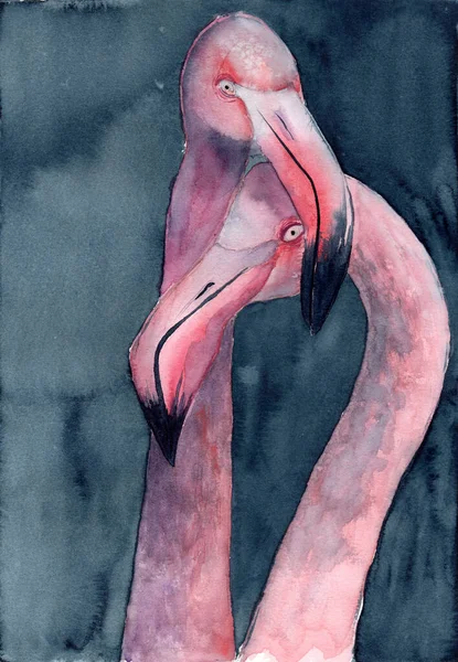 Watercolor Illustration Pink Close Flamingo Couple Dark Blue Background — Foto Stock