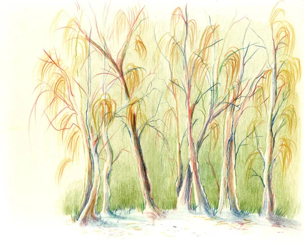 Lápis Cor Ilustração Brilhante Uma Floresta Verde Brilhante Com Bétulas — Fotografia de Stock