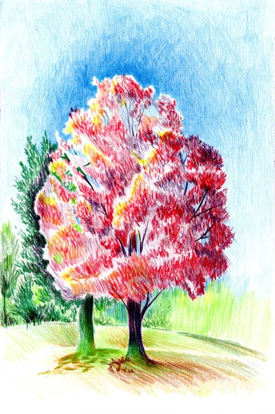 Χρώμα Μολύβι Εικονογράφηση Ενός Κόκκινου Δέντρου Στο Προσκήνιο Και Πράσινα — Φωτογραφία Αρχείου