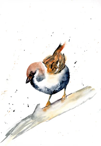 Акварельная Иллюстрация Птицы Воробья Ветке — стоковое фото