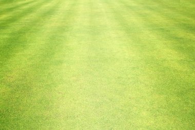 Golf sahaları yeşil çim