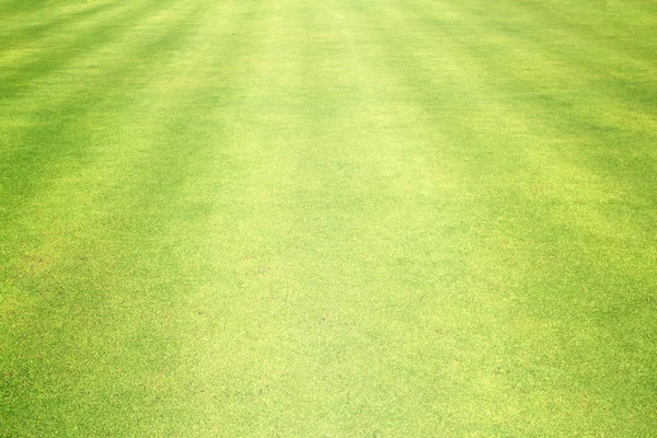 Golf sahaları yeşil çim